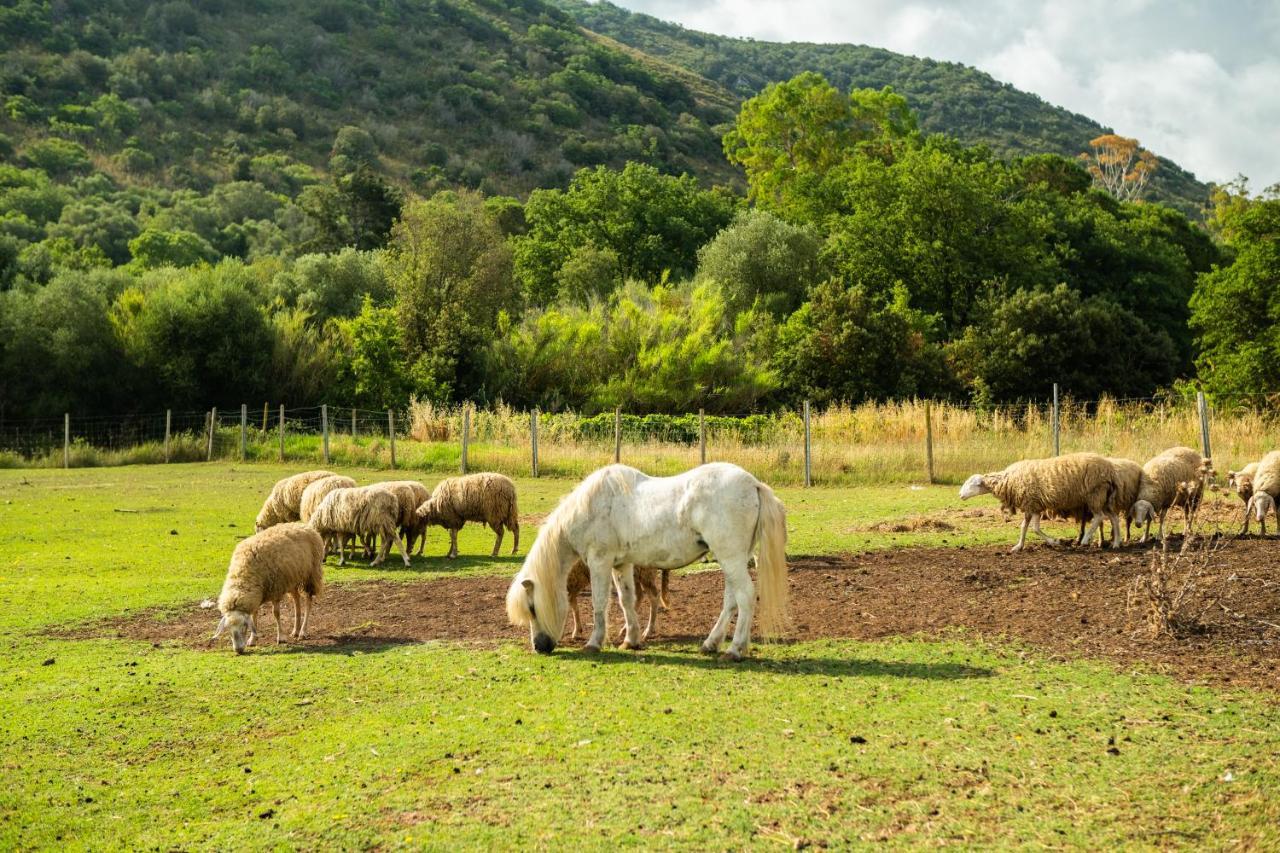 Antica Fattoria La Parrina Villa Orbetello Luaran gambar